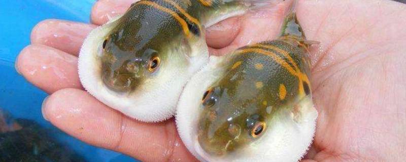 红鳍东方鲀有毒吗（红鳍东方鲀怎么处理）