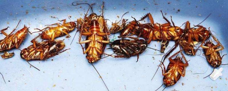 蟑螂可以直接踩死吗（蟑螂可不可以直接踩死）
