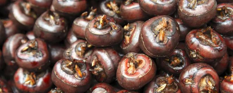 马蹄又叫什么 马蹄又叫什么名字