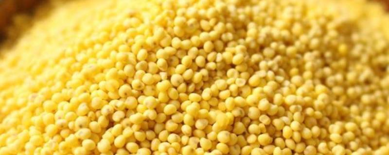 大黄米煮粥要提前泡吗（大黄米熬粥需要提前泡吗）