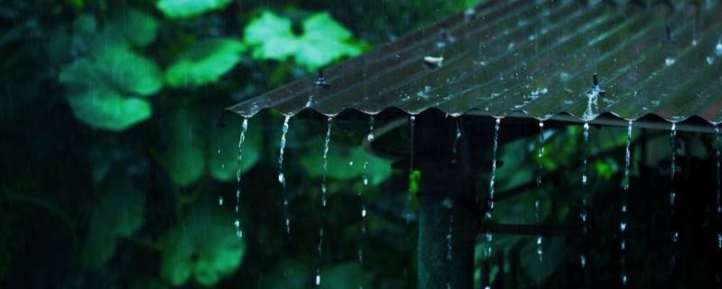 梅雨的梅是哪个梅 梅是什么梅