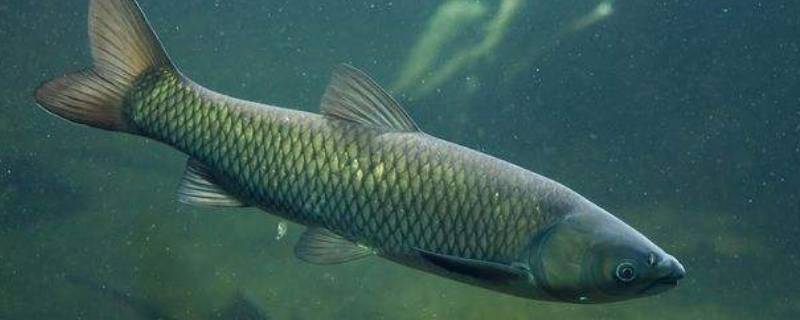 鱼杀了后可以保鲜多久 杀了的鱼保鲜几个小时