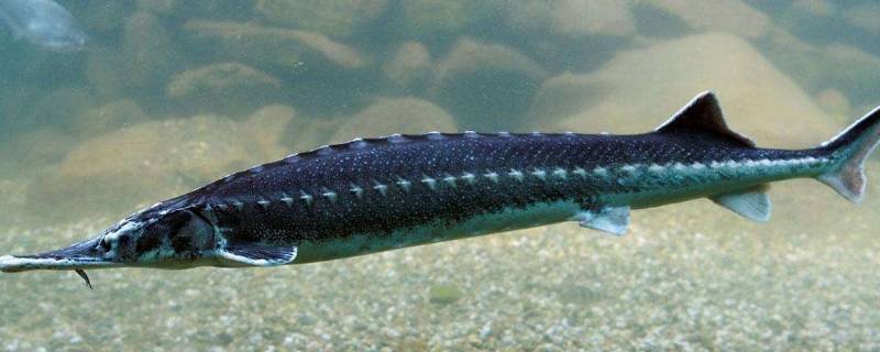 鲟龙鱼是清道夫鱼吗（鲟鱼清道夫是冷水鱼吗）