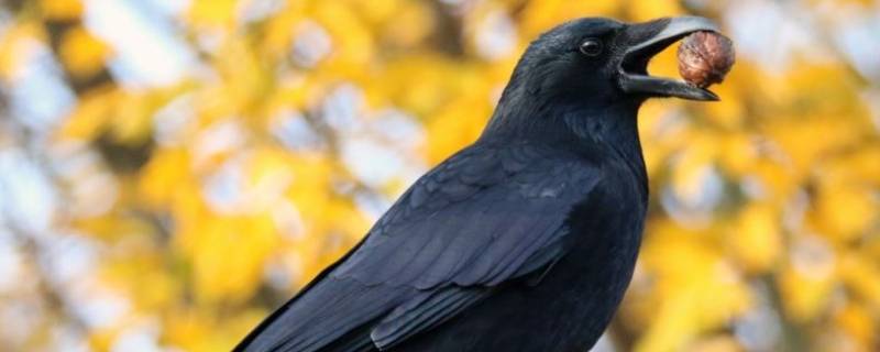 乌鸦为什么聪明（聪明的乌鸦为什么聪明）