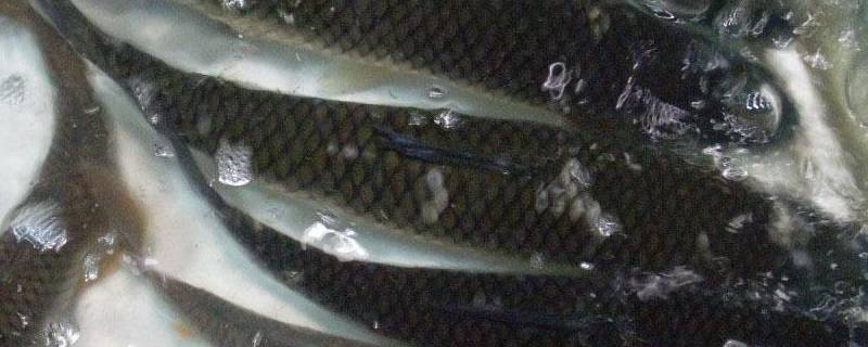 鱼类动物有哪些 鱼类动物有哪些动物