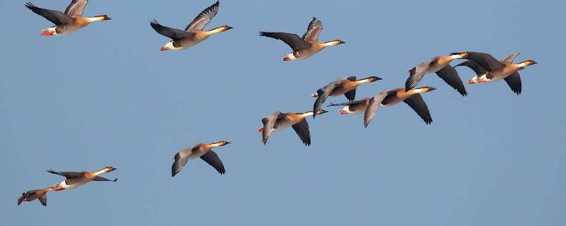 冬天迁徙的动物有哪些（冬天迁徙的动物有哪些图片）