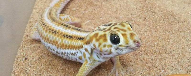 壁虎是怎么逃生的（壁虎是怎么逃生的尾巴为什么会断）