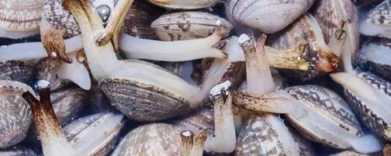 花蛤能放几天 花蛤蜊可以放几天