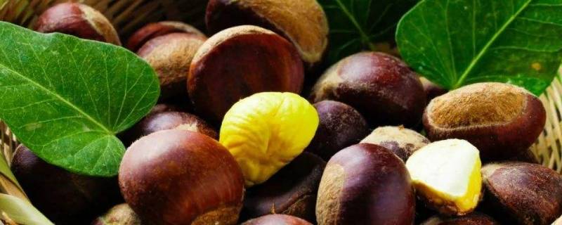 板栗上面白色的东西是发霉吗（板栗长白霉）