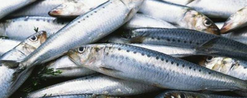 沙丁鱼中国叫什么（沙丁鱼来自哪里）