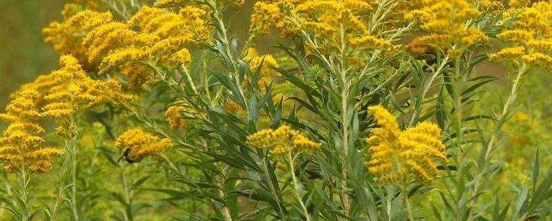 一枝黄花是什么东西 一枝黄花是什么样的