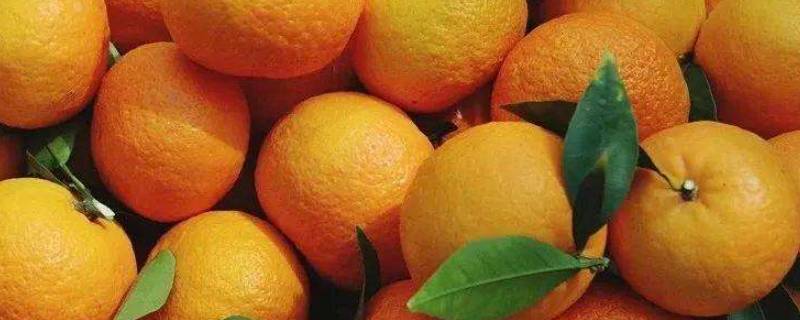 沃柑保质期多久（沃柑保存期）