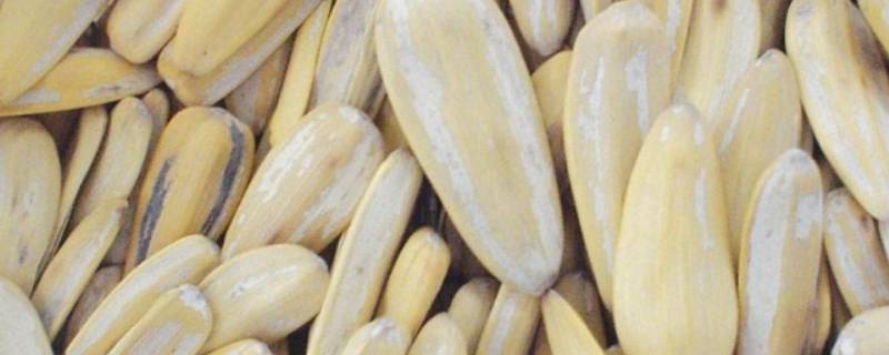 瓜子放冰箱里可以防潮吗（瓜子放保鲜里防不防潮）