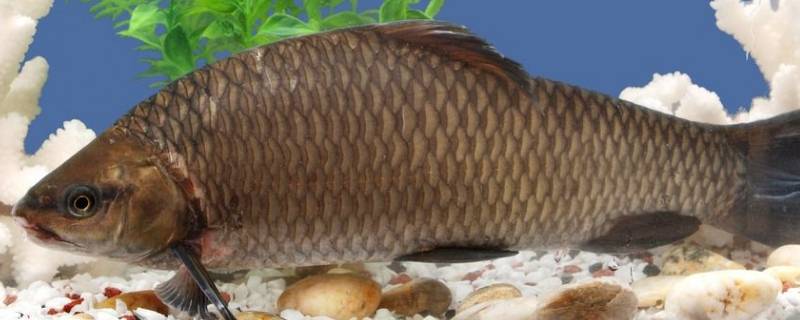 鱼线在鱼的什么位置（鱼线在鱼的哪个位置）