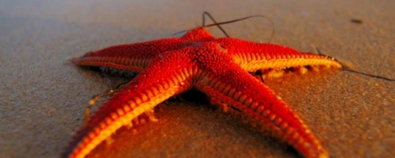 海星寿命 海星寿命最长能活多久