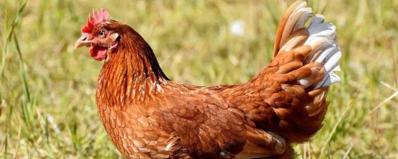 会走的动物有哪些（会走的动物有哪些画图）