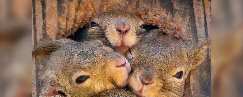 松鼠需要冬眠吗（松鼠需要冬眠么）