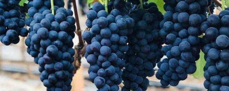 葡萄在我国历史上是怎样传播开的 葡萄在我国历史怎么传播开的