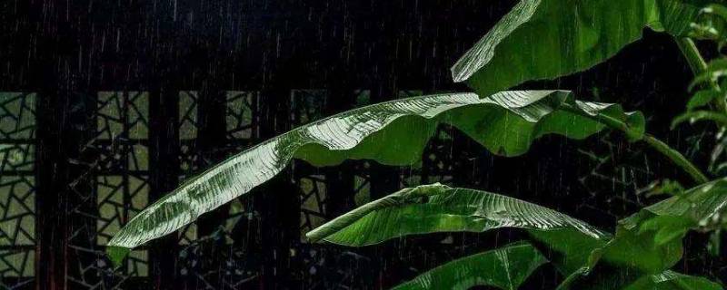 什么树的树干可以吃 什么树可以吃?