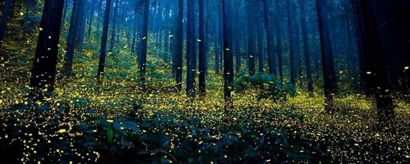 萤火虫的光有什么特点? 萤火虫的光有什么特点?它发光的原因是什么?