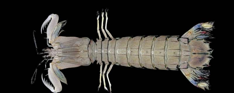 皮皮虾长什么样 皮皮虾长什么样我想看看那一个