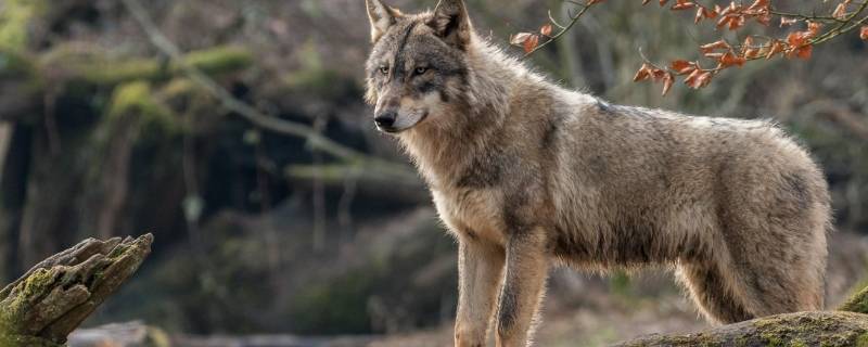 狼会游泳吗 黄鼠狼会游泳吗