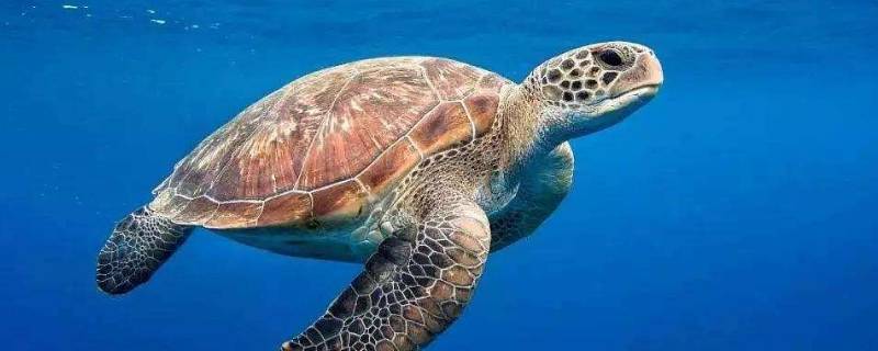 海龟的简单介绍 海龟的简单介绍50字