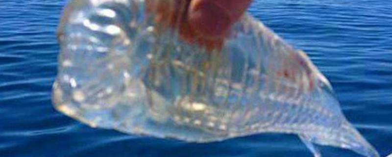 海里透明的鱼叫什么 海里面透明的鱼