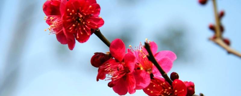 红色腊梅是染色还是天然的（腊梅颜色是染的吗）