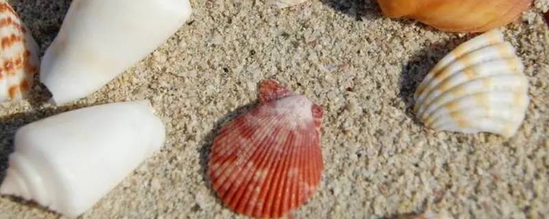 贝壳属于什么动物 贝壳属于什么动物门