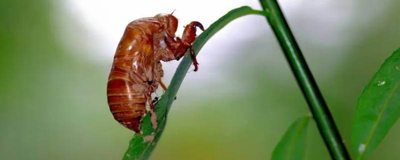 爬叉是什么 爬叉是什么菜