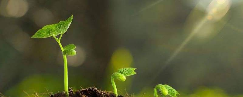 生命的特征有哪四种 生命的特征分为哪四个特征?