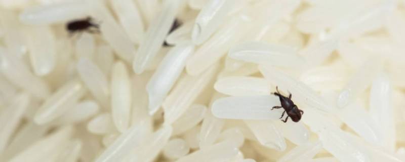为什么大米里面会生虫 为什么大米里面会生虫子