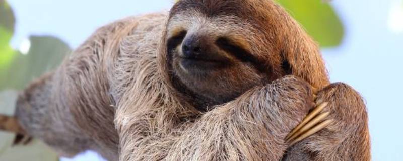 树懒有毒吗（树懒有没有毒）