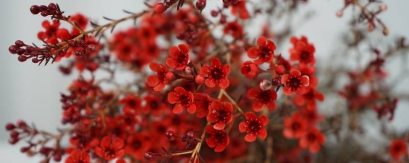 红色腊梅是染色的吗 腊梅是红色还是什么颜色