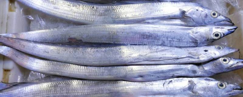 带鱼肉质松散是怎么回事（带鱼肉质松软的原因）