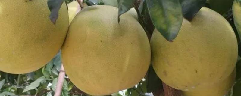 柚子储藏3个月的方法 柚子保鲜和储藏方法