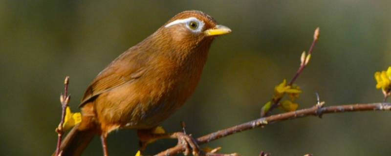 画眉属于什么类（画眉属于哪类）