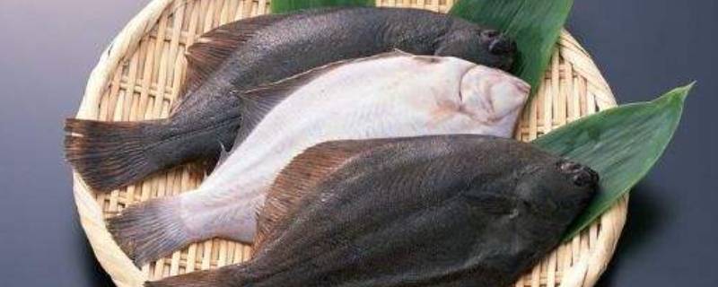 塔嘛鱼又叫什么鱼（塔嘛鱼的学名叫什么）