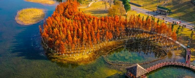 松雅湖水杉在哪个位置 松雅湖红杉在哪里