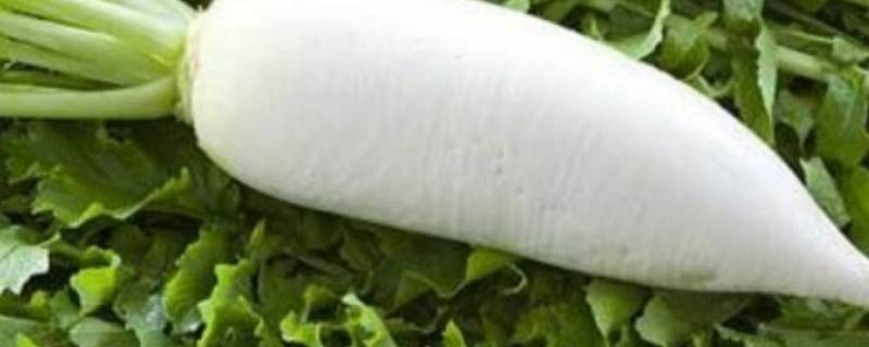萝卜放冰箱冷藏能存放多久（萝卜放冰箱保鲜多久不能吃）