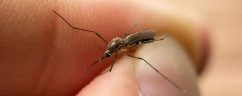 冬天还有蚊子怎么办（冬天了还有蚊子怎么办）