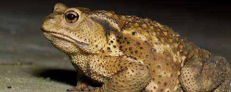 蛤蟆怎么储存和新鲜的一样（活蛤蟆怎么储存和新鲜的一样）