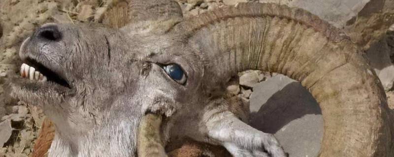 羊角里面的虫是什么 羊角有虫子