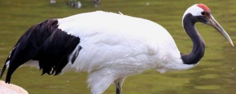 丹顶鹤的头顶是什么颜色的（丹顶鹤头顶红色）