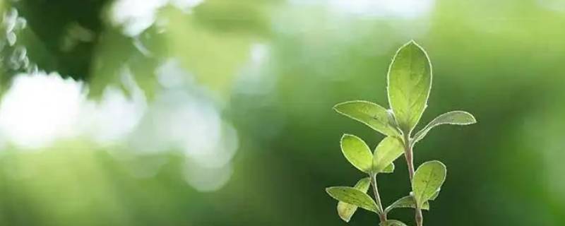 光合午休出现的原因 光合午休现象的原因及缓解方法