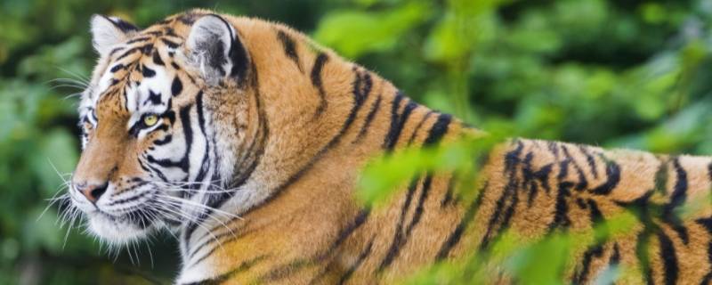 老虎的住处叫什么名称 老虎的住处叫什么名字