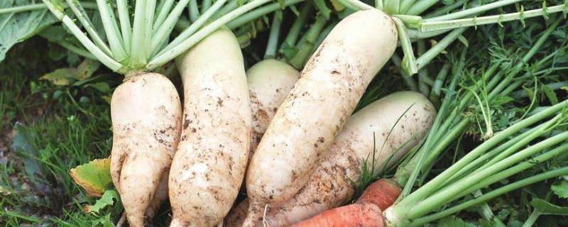 萝卜属于什么类蔬菜 萝卜属于什么类型蔬菜