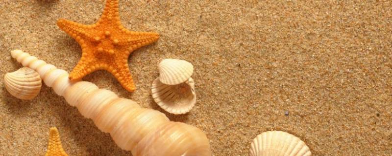 贝壳长什么样子（黄河滩上的贝壳长什么样子）
