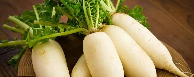 吃萝卜为什么要放盐（吃萝卜为什么要加盐）